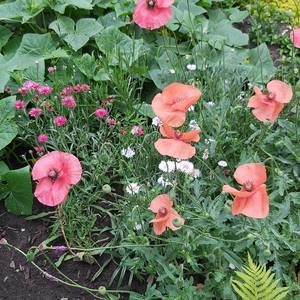 Meet your Posher, Debbie